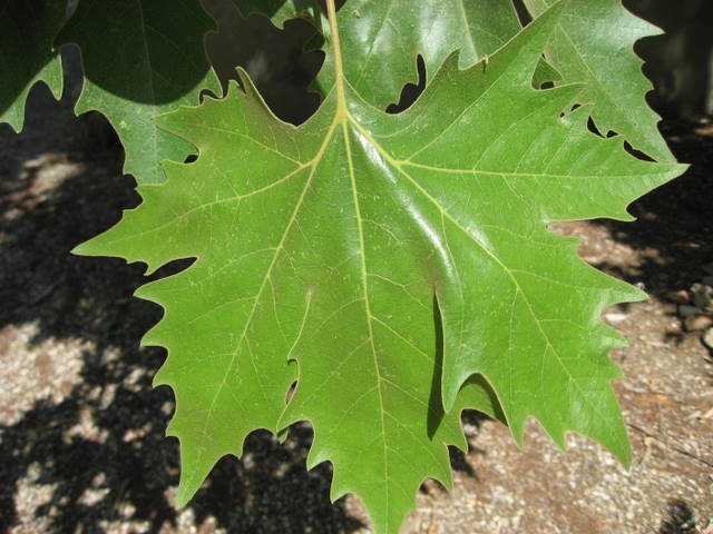 Platanus_x_acerifolia feuille